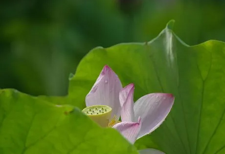 《梅花易数》——观物看变爻为主、观物克应法，梅花易数最精细的讲解