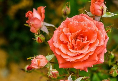 不同生肖的人，在利用鲜花来生旺桃花，花瓶的颜色和花朵的数量也不相同