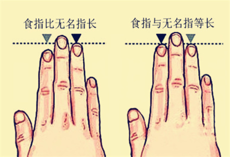 如何看无名指的指节?无名指的长短代表着什么?