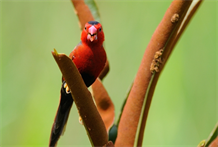 上古神兽之赤雀；赤雀鸟的寓意象征是什么