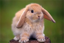 解梦：梦见兔子预示什么?梦见兔子是好事吗？梦见老鼠预示什么?老鼠出现在梦里是吉兆吗