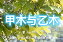 八字论木、旺相、休囚：木得木多、木得水多、木得金多、木得火多、木得土多八字分析