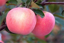 解梦术：梦见葡萄、梦见苹果、梦见梨是什么预兆？