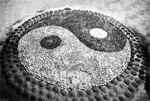 自然圆道数理：无论是动物还是植物，也同样或多或少地以各种形式，呈现出天地的阴阳数理
