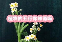 植物能与五行相配,服从五行规律,利用人与植物的五行对应关系，可治疗许多疾病