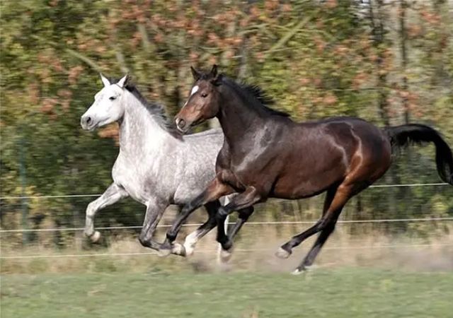 五行看命，马儿驰骋在内。周易告诉你不同五行属马人的性格及命运