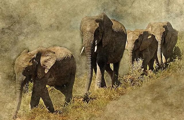 大象的概念和大象生克论，以及卦变反吟伏吟的概念和意义