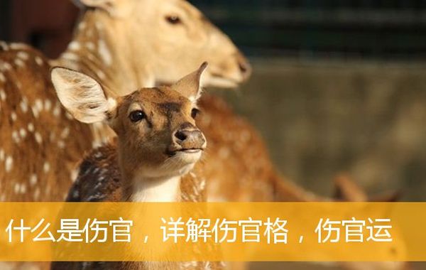八字命理伤官格组合喜忌:身旺，伤官旺，有财星方可见官煞