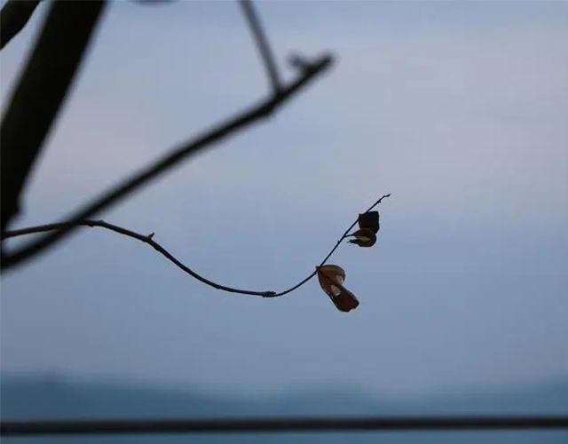 一、什么是五离日  五离日是指申酉日，又叫“除神”，是个凶神。这一天忌讳结婚、会亲友，也不宜立契券;可沐浴、扫除。  甲、乙、丙、丁、戊、己、庚、辛、壬、癸称为十天干，五离日是各天干分别对应的一个不吉日期，分别是：甲申日、乙酉日(天上离)，丙申日、丁酉日(日月离)，戊申日、己酉日(人民离)，壬申日、癸酉日(河汉离)。  五离日不可以结婚。  五离日是指申酉日，又叫“除神”，是个凶神。这一天是忌讳结婚的。  结婚择日法：  婚嫁择日有以下几个步骤。  1、择年  (1)本命年因为运势不好，一般不选择结婚，会提前或者推迟一年。  (2)如果男方命理中是禁婚年，女命也是禁婚年的话，那么这一年是不议嫁娶的。  (3)无春年不结婚，因为这一年没有立春，所以被称为是寡年，如果结婚有守寡的意思。  2、择月  一般选择好了结婚月份之后，按照男女的生辰八字来测算出结婚吉日。一般来说是按照女方的出生日期为主。  3、择日  结婚的日子一般不直刑冲克害生年与夫妻言，以三合局为佳。不宜冲克结婚用的嫁娶用神，即男命的正官，妻星;女命的夫星与天嗣(食神)。