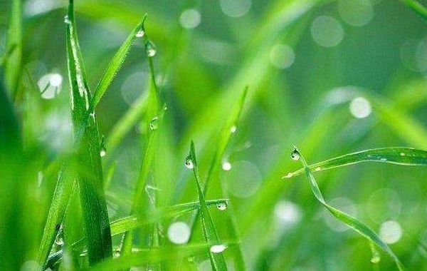 三月癸水：癸水生于辰月，辰月癸水日干八字喜忌分析