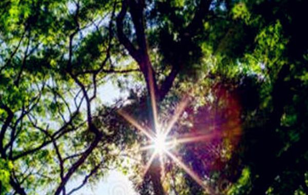 木生十一月：甲木乙木生于子月，子月甲木子月乙木日干八字喜忌分析