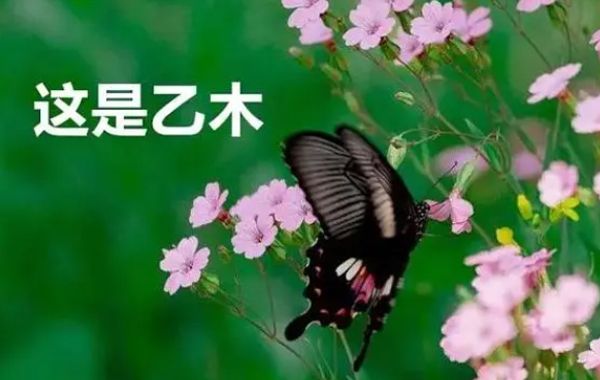 甲木乙木八字日干特殊格局介绍：曲直仁寿格、青龙伏形格