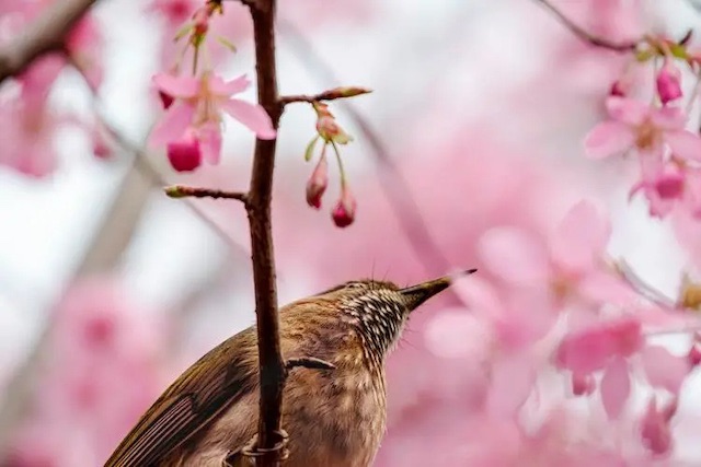 三春之火：丙火、丁火生于寅月卯月辰月命理分析，丙火生于不同月份是什么格局？