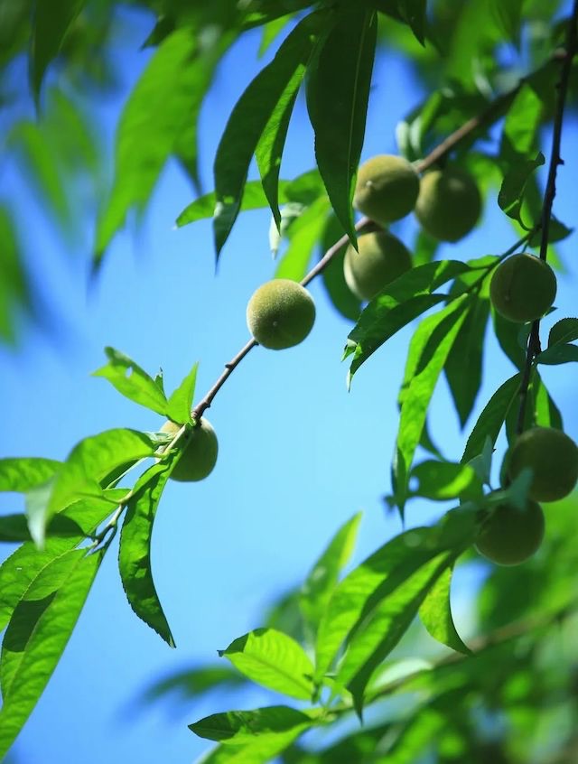 八字三夏甲木：甲木生于巳月命理吉凶喜忌分析，周易白话详解