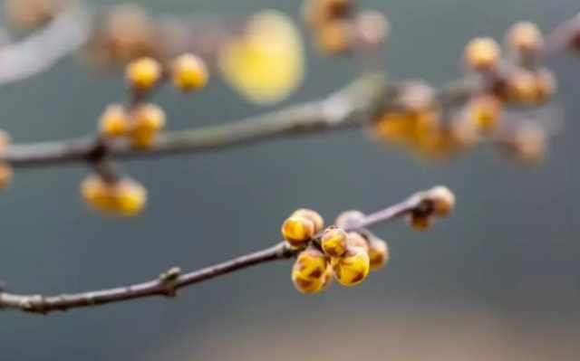 暗动：寅月丙辰日，占选期，得“乾之小畜”