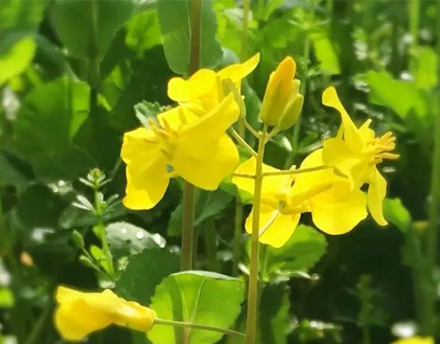 三春辛金：辛巳日生于二月的辛八字命理分析，周易为你白话分析