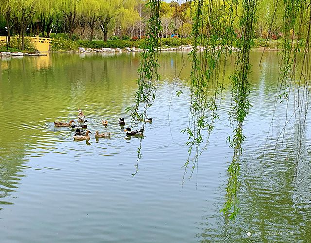 三夏癸水：日主癸水生于四月的八字命理喜忌分析，周易为你白话分析