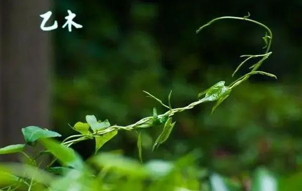 甲木乙木日干生于寅月卯月、巳月午月、申月酉月、亥月子月宜忌