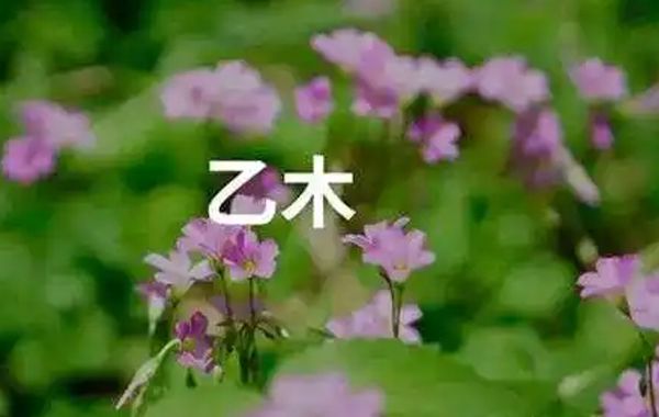 乙木是阴木，纯阴之木，名为花卉之木，有妖娆大地之美，其木性柔质软