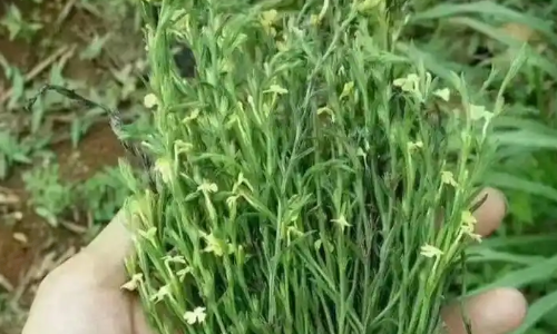 绿色植物可帮助刑侦破案(之三)：药草本无毒，何以致人亡?金锁致命案
